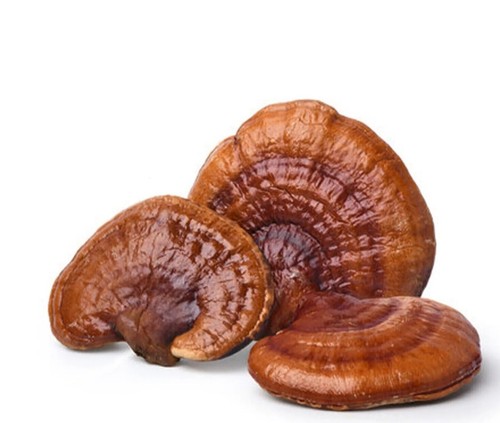 Golden flower red reishi - red,