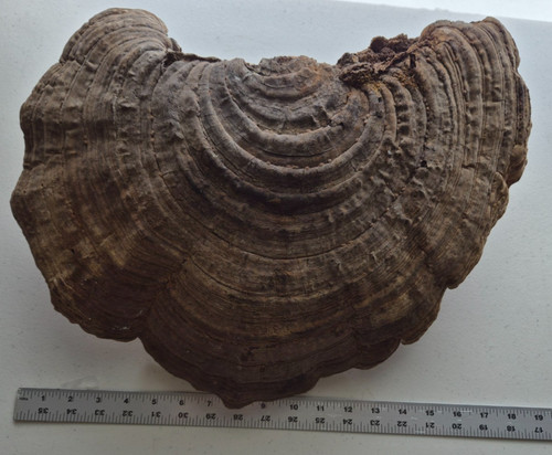 Large dried artist conk - dried,